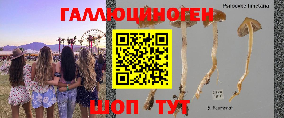 Галлюциногенные грибы Psilocybine cubensis  Вход с VPN  Михайловск  Галлюциногенные грибы GOLDEN TEACHER 